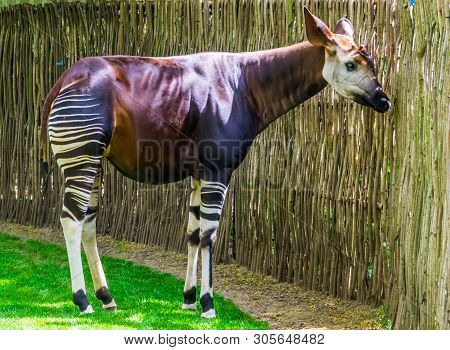 Okapi In Closeup, Endangered Animal Specie, Giraffe From Congo, Africa