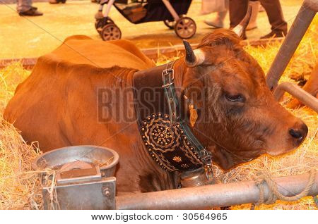 Párizs - február 26.: Tarentaise tehén (3) a párizsi nemzetközi mezőgazdasági Show 2012 február