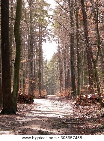 Springtime, Forest Awakens Again After The Winter Break. The Spring Sun Breaks Through The Trees On 