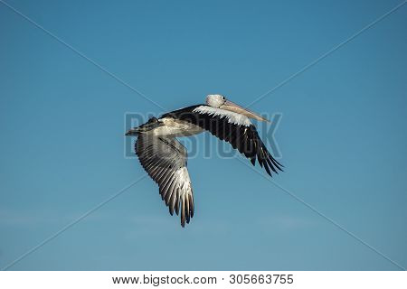 Australian Pelican In Flight