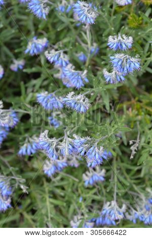 Balkan Endemic Blue Flower - Latin Name - Moltkia Petraea