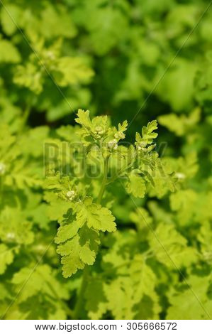 Golden Feverfew Flower Buds - Latin Name - Tanacetum Parthenium Aureum (chrysantemum Parthenium Aure