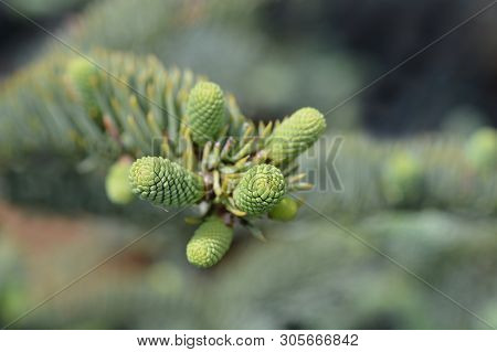 Blue Noble Fir - Latin Name - Abies Procera Glauca