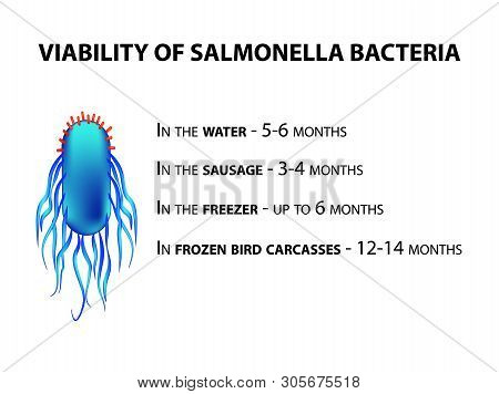 The Viability Of Salmonella. Infographics. Illustration On Isolated Background.