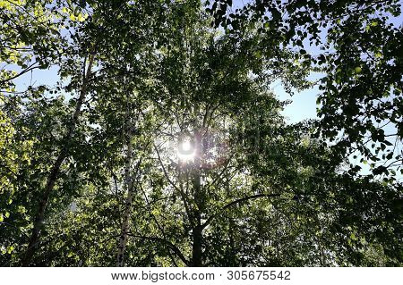 The Sun Looks Out From Behind The Trees. Summer Day In The City
