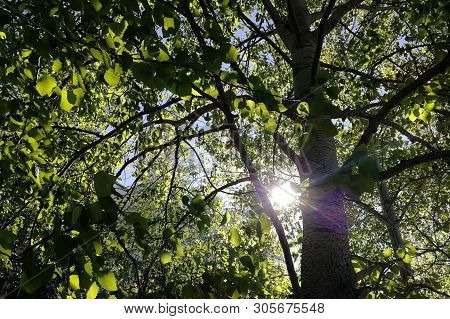 The Sun Looks Out From Behind The Trees. Summer Day In The City