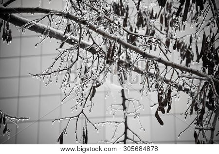 Black And White Photo Of Frozen Acacia Branches With Seeds Covered With Ice Drops And Icicles. Icy T