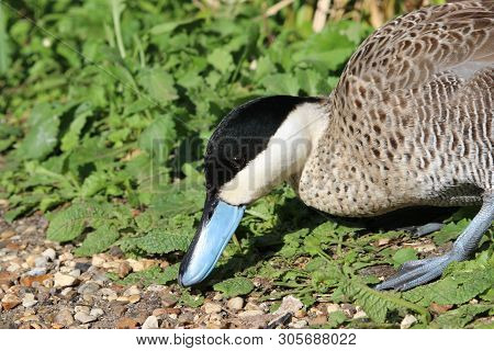 Puna Teal Duck, Spatula Puna, Showing The Distinctive Blue Beak And With A Background Of Gravel And 