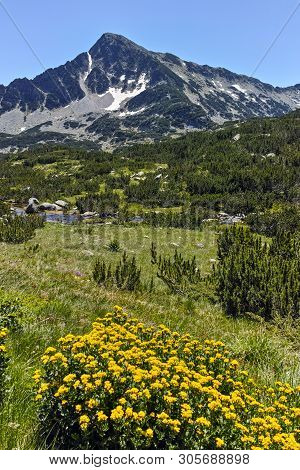 Sivrya Peak And Flowers, Pirin Mountain, Bulgaria