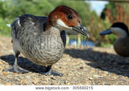 Redhead Smew Duck, Mergellus Albellus, Either A Female Or An Immature Male, Standing On Gravel With 
