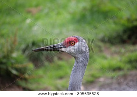 Sandhill Crane, Antigone Canadensis, Head And Neck Facing Left With A Background Of Blurred Plants.