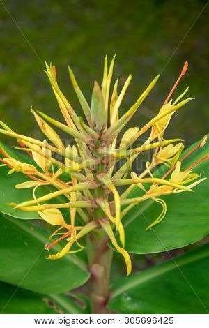 Big Yellow Kahili Ginger Lily Flower - Portrait