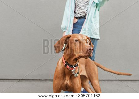 Cute Dog Breed Magyar Vizsla On The Background Of Man And Gray Wall. Owner Holds A Beautiful Dog On 