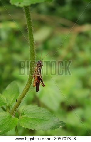 Cricket On A Tree Trunk With Green Leaves Background