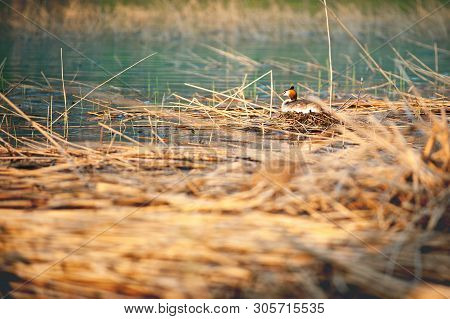 Great Crested Grebe Sitting On Eggs In Nest. Podiceps Cristatus. Wildlife Photography With Blurred B