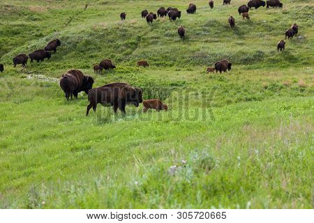 Momma And Baby Bison Walking Across The Prairie With Their Herd Mates In The Background.