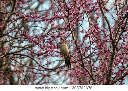 A Pretty Portrait With Bokeh Effect Of A Female Red Bellied Woodpecker In A Blooming Redbud Tree In 