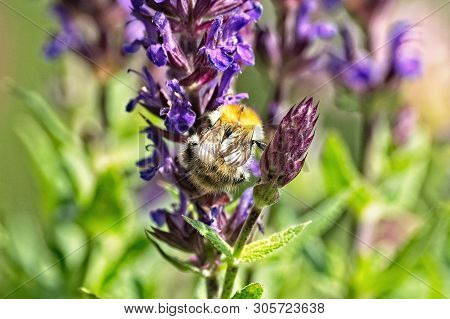 Close Up Of A Wild Bee On The Blossom Of A Salvia Nemorosa