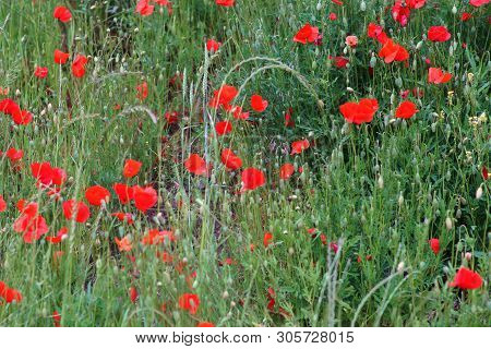 Bright Red Poppy Flowers On The Edge Of A Field, Surrounded By Grass.