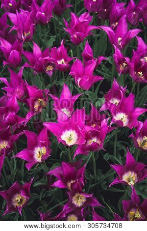 An Overhead Shot Of A Bed Of Purple Colored Tulips At A Tulip Festival In Iowa In The Spring Time. B