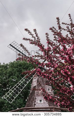 Dutch Windmill Blades Surrounded By Branches Of A Pink Blooming Crabapple Tree With An Overcast Sky 