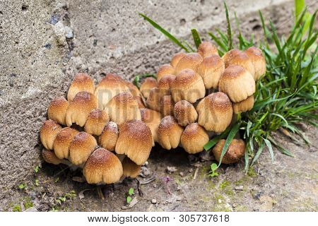 Young Fruit Bodies Of Glistening Inkcap Mushroom (coprinellus Micaceus) Near Concrete Wall