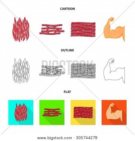 Vector Design Of Fiber And Muscular Sign. Set Of Fiber And Body  Stock Symbol For Web.