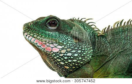 Chinese water dragon , Physignathus cocincinus, is a species of agamid against white background