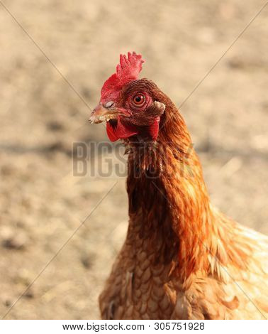 Funny Animal Face By Domestic Fowl With Red Bill And Beak. Black Eye Look At Me And Concetrate To Fo
