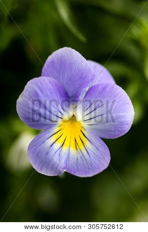 Viola Tricolor Flower Johnny Run Up Violaceae Family Macro Background High Quality Prints