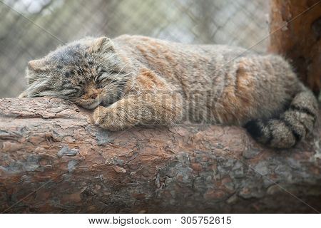Pallas Cat (otocolobus Manul), Also Known As The Manul
