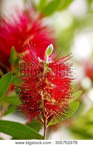 Calistemon Flower Macro Flower Background High Quality Prints
