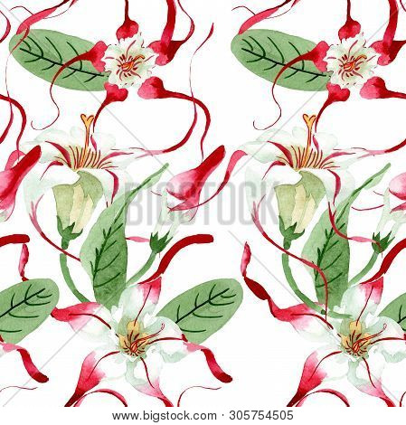 Red White Strophantus Floral Flowers. Watercolor Background Illustration Set. Seamless Background Pa