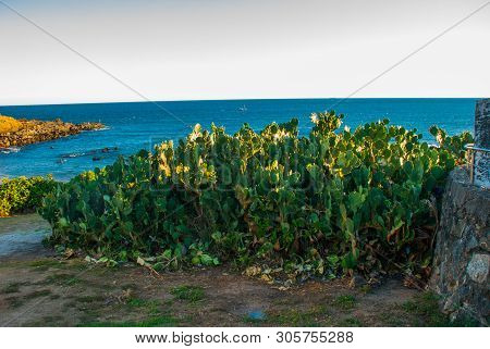 Salvador, Brazil: The Beach In Front Of The Sunset. Porto Da Barra, Cactus Plants On The Beach