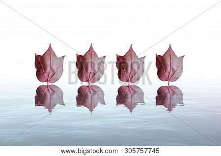 Brown and red leaves in sea reflection