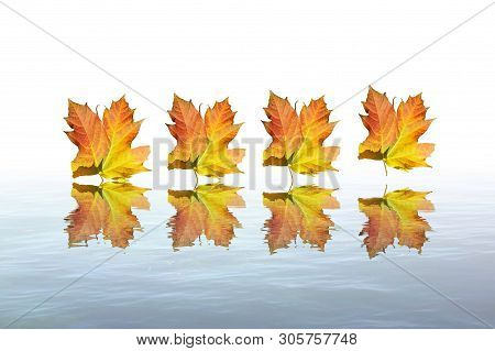 Brown And Red Leaves In Sea Reflection