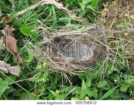 A Nest For Birds Made Of Grass And Wool. Make A Home For The Chicks.