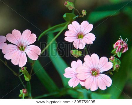 Beautiful Pink Cutler Geranium In The Garden