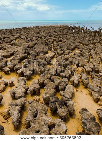 Ancient Organisms Rock Formation On A Beach Australia