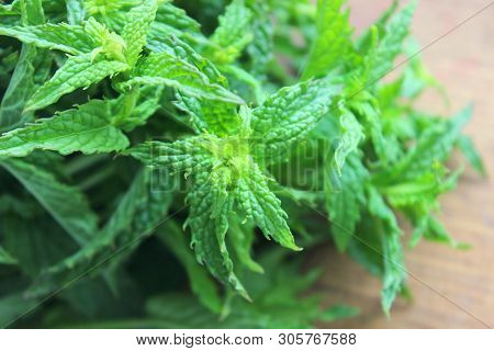 A Bunch Of Fresh Green Mint On A Wooden Rustic Table. Copy Space.