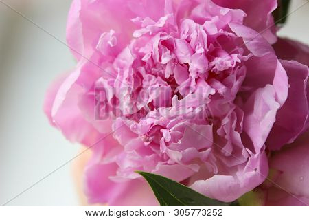 Pink Peonies.big Charming Fresh Flower Pion On A Dark Gray Stone Table.copy Space.