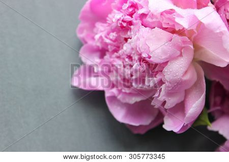 Pink Peonies.big Charming Fresh Flower Pion On A Dark Gray Stone Table.copy Space.