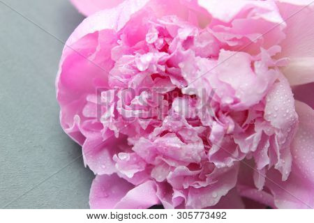 Pink Peonies.big Charming Fresh Flower Pion On A Dark Gray Stone Table.copy Space.