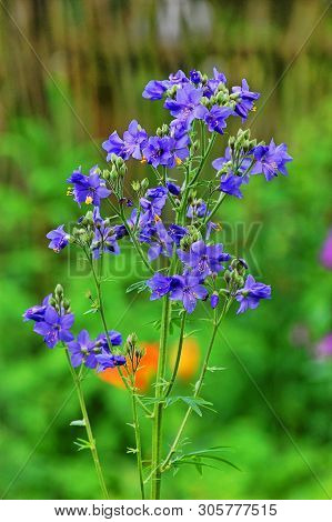 Polemonium Caeruleum Against The Background Of Greens And Flowers