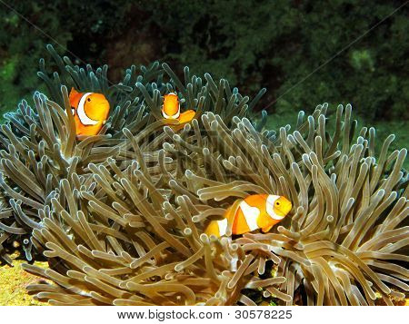 Clownfish-Familie