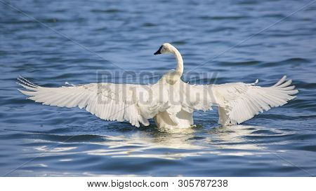 Trumpeter Swan With Completely Spread Wingspan. This Trumpeter Swan Has His Wingspan Fully Extended 