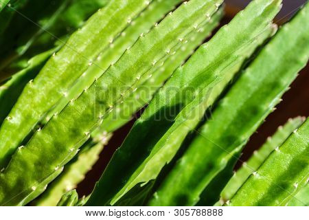 Green Natural Plant Background - Juicy Stems Of Succulent Stapelia Grandiflora Or Gettleffii