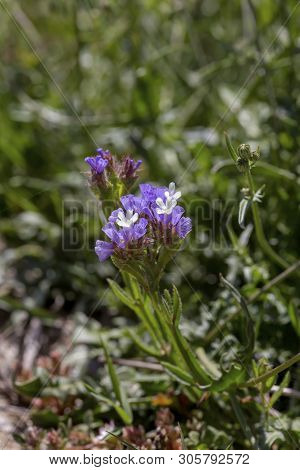 Flora Of Greece. Flowering, Wild Plant (limonium Sinuatum) Grows Close-up In Natural Habitat On A Sp