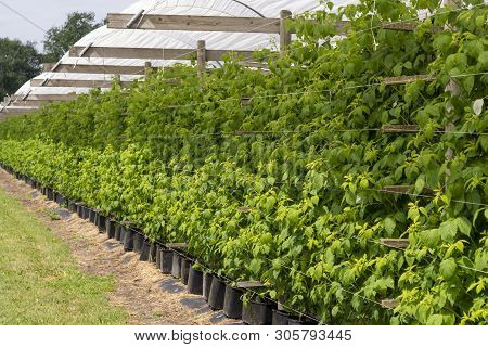 Plantatnion Of Green Raspeberry Plants In Half Opened Greenhouse