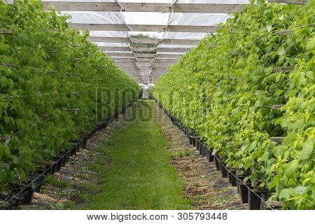 Plantatnion Of Green Raspeberry Plants In Half Opened Greenhouse